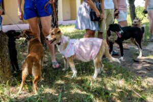 Read more about the article 3 октября – Dog weekend