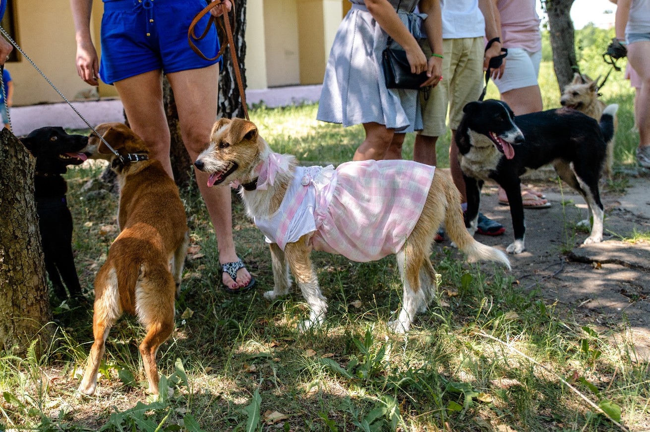 Read more about the article 3 октября – Dog weekend
