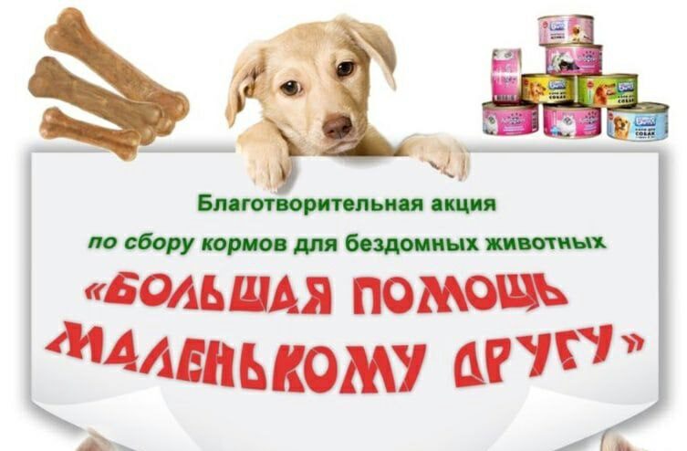 Read more about the article 19 марта – сбор продуктов и финансовой помощи для приюта для животных «Добродетель»