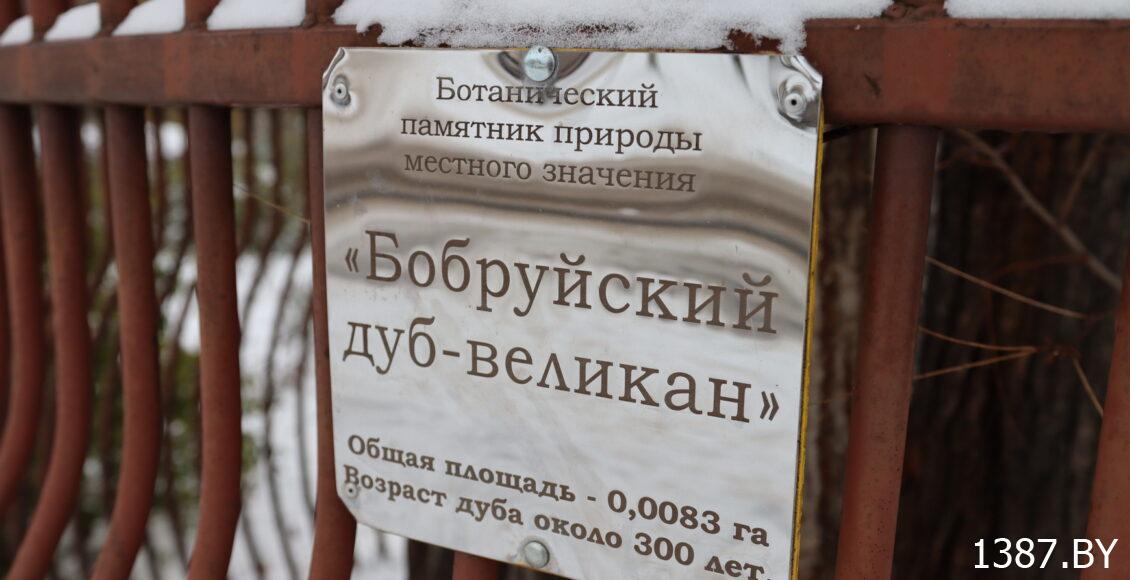 Бабруйскі дуб-волат можна ўратаваць