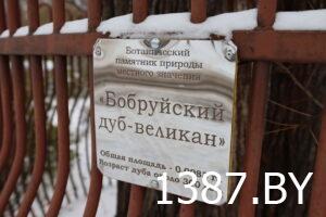 Read more about the article Эколаг: Бабруйскі дуб-волат можна ўратаваць. (+ дзе яшчэ на Бабруйшчыне ёсць помнікі прыроды. Шмат фота)