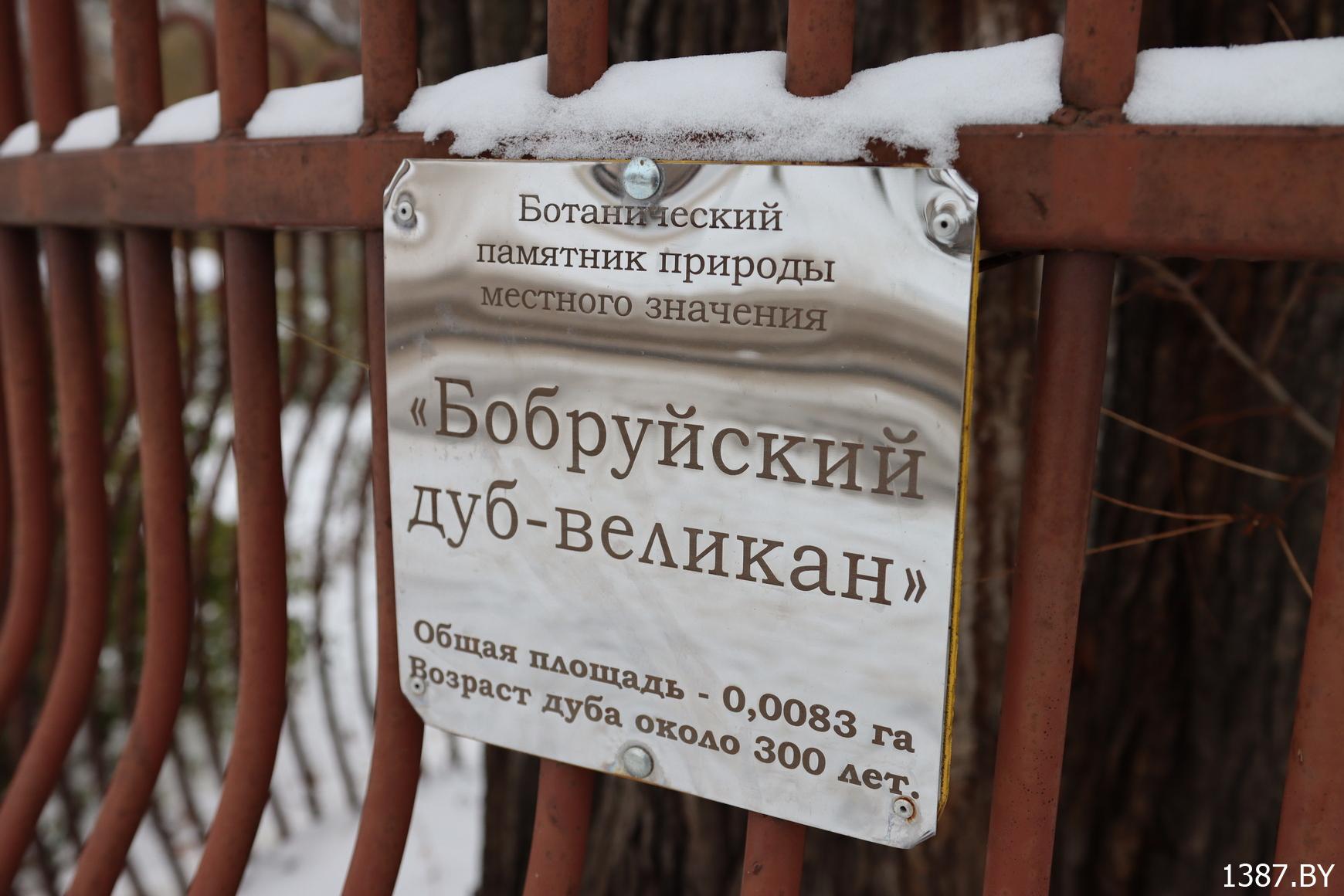 Read more about the article Эколаг: Бабруйскі дуб-волат можна ўратаваць. (+ дзе яшчэ на Бабруйшчыне ёсць помнікі прыроды. Шмат фота)