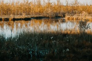 Read more about the article 30 сентября — путешествие по болоту Мох с Олегом Красным