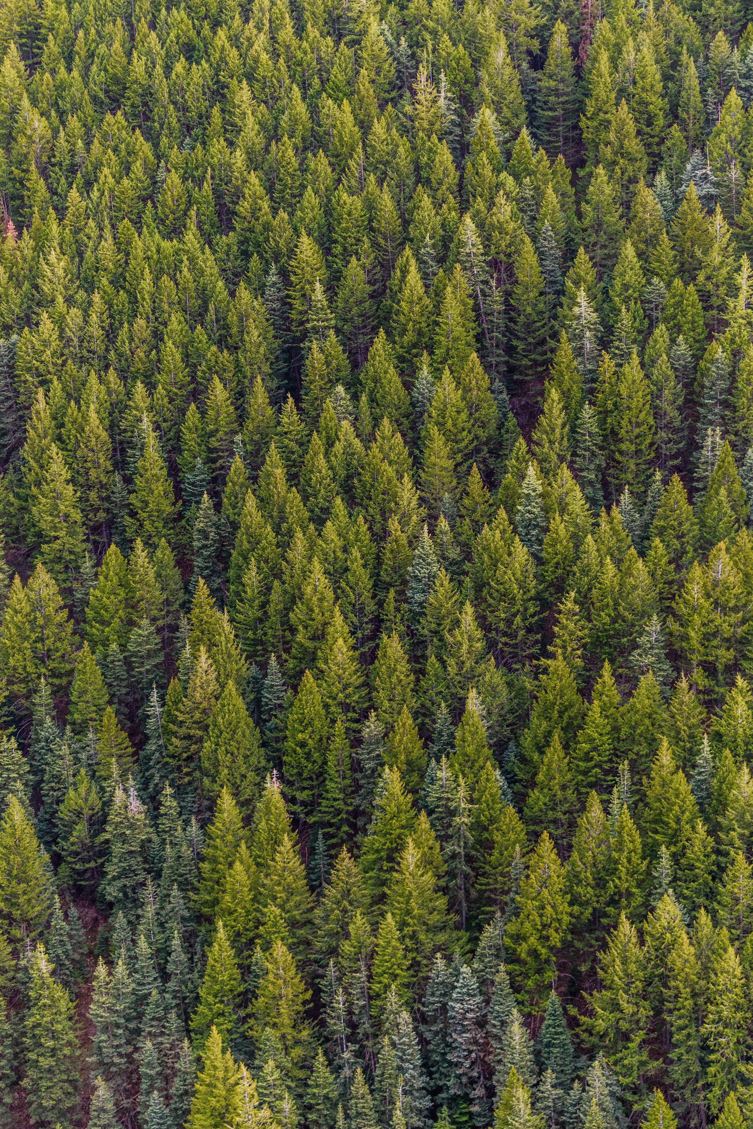 Read more about the article Epping Forest Commission — конкурс праектаў па даследаванні лесу ў Лондане, Вялікабрытанія