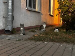 Read more about the article Павільён “Хаціка” ў ГЦ “Вэстар-2” больш не працуе