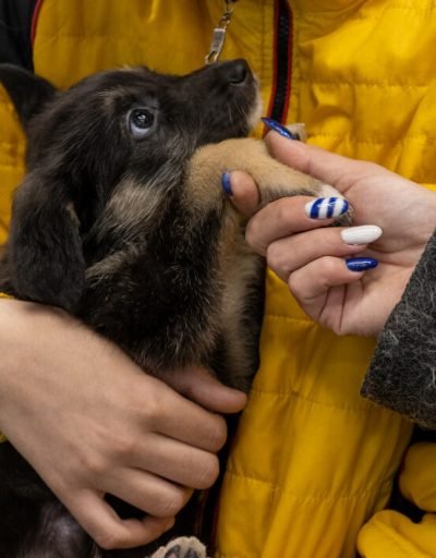 Выстава жывёлаў, якія шукаюць дом, у гандлёвым цэнтры «Карусель». 1 траўня 2022 году, Бабруйск. Фота: 1387.io