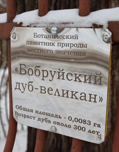 Бабруйскі дуб-волат можна ўратаваць