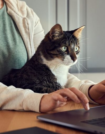 кот глядзіць у наўтбук